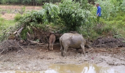 Trâu mẹ hung dữ tấn công người sa bẫy thợ săn