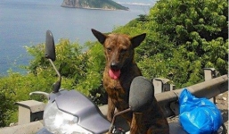 Thầy giáo nghèo lang thang khắp Sài Gòn tìm chó cưng 'gây bão' mạng