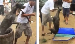 Video giết thịt, luộc sống chó dã man gây phẫn nộ 