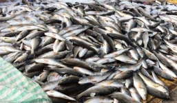 Cá chết bất thường ở Thanh Hóa do hiện tượng tảo nở hoa?