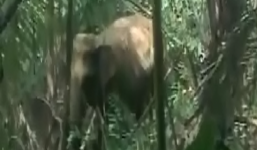 Nghệ An: Người dân thấp thỏm sống cùng voi rừng