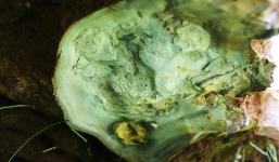 Tảng đá 'lạ' nặng 20 tấn, giá hàng tỷ đồng bị tạm giữ