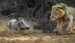 Video: Bị lợn lòi truy đuổi, sư tử chạy trối chết