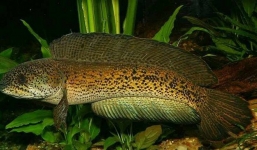 Dân chơi cá cảnh “sốt xình xịch” trước cá lóc hoàng đế 130 triệu đồng/con