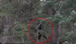 Nhân chứng kể lại phút đối mặt với sinh vật lạ nghi quái vật Bigfoot