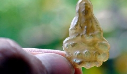 Ngọc trai có hình tượng Phật ngồi thiền ở Quảng Bình