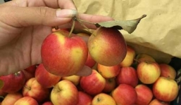 Dân Hà thành “nghiện” táo đá Trung Quốc 50.000 đồng/kg