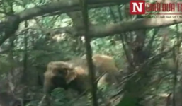 Video: Voi rừng hung dữ tấn công người ở Nghệ An