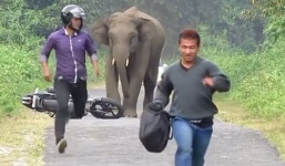 Voi rừng liên tiếp tấn công người, giết hại trâu, bò