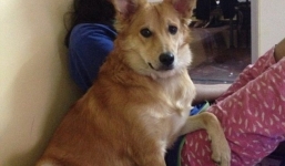 Cô dâu từ hôn vì chú rể không thích...chó