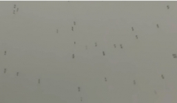 Hàng nghìn con nhện giăng tơ lơ lửng trên không trung