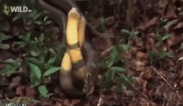 Video hổ mang chúa đánh bại tình địch giành được bạn tình và cái kết đắng