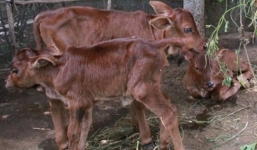 Bò đẻ 3 con hiếm gặp ở miền Tây