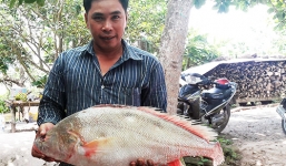 Bắt được cá sủ vàng gần 6kg giá trên 500 triệu đồng