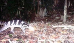 Phát hiện loài cầy giông sọc bị coi tuyệt chủng ở Huế