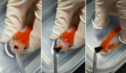 Bỏ ra gần chục triệu để phẫu thuật cho cá vàng