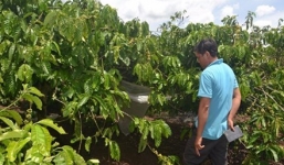 Bé gái 7 tuổi ở Đắk Lắk bị hãm hiếp, giết hại trong dãy cà phê