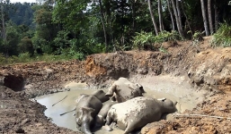 Hy hữu 7 voi lùn chết thảm sau khi tắm dưới hố bùn 