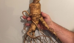 Nhà giàu Trung Quốc vung tiền mua sâm rừng Mỹ 1.800 USD/kg.