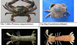 Danh sách 154 hải sản miền Trung chưa an toàn