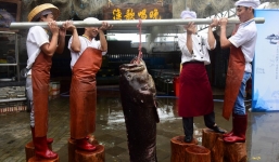 Cá mú 'khủng' hơn 2 tạ sa lưới ngư dân