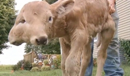 Xuất hiện bê hai mặt hiếm có tại Mỹ