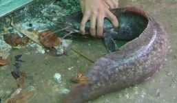 Nông dân tình cờ câu được cá trê “khủng” dài gần 1 mét