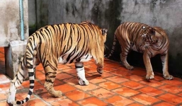 Hổ cái 120kg cắn chết nhân viên chăm sóc ở Bình Dương