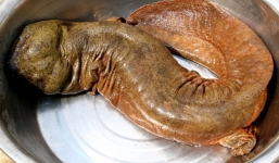 Bắt được kì nhông 'khủng' hơn 1m ở Trung Quốc