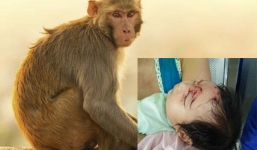 Khỉ 'bắt cóc' trẻ 2 tháng tuổi: Bản năng làm mẹ đã khiến khỉ hành động