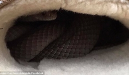 Rắn kịch độc giấu mình trong ủng