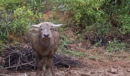 Thợ săn bắt con trâu thứ 8 nặng 400kg tấn công người ở Quảng Trị