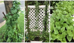 Khám phá khu vườn xanh mướt trong biệt thự của Thủy Tiên Công Vinh