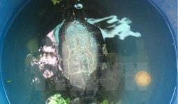 Bắt được 'cụ rùa' hơn 50 tuổi mắc cạn trong ao tôm ở Bạc Liêu