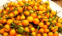 “Cay bỏng lưỡi” với loại ớt giá gần 600 triệu đồng một kg