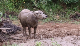 Bắt được trâu dữ thứ 8 trị giá 24 triệu, nhóm thợ săn thanh lý hợp đồng