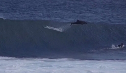 Cậu bé thoát chết thần kỳ sau cú bổ nhào của cá heo