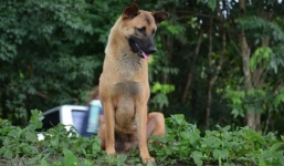 Chú chó nằm đợi nơi chủ bị tai nạn giao thông một năm qua 