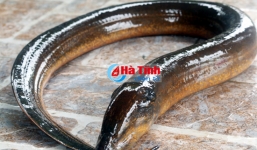 Đi câu cá bắt được lươn 'khủng' dài 1 m