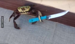 Chú cua biết cầm dao hùng hổ dọa người