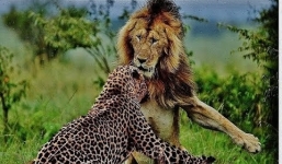 Sư tử xẻ thịt báo đốm