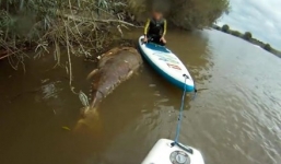 Kỳ lạ xác cá ngừ vây xanh 'khổng lồ' trôi trên sông