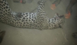 Báo xổng chuồng tấn công, bé gái 9 tuổi chết thảm