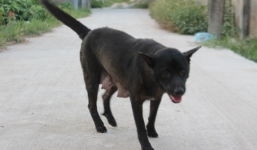 Chó dại cắn hơn 40 người, 1 người tử vong ở Nghệ An 