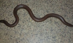 Giải cứu trăn cát đỏ 'hai đầu' quý hiếm bị rao bán 33 triệu đồng