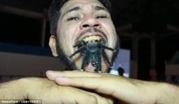 Rùng mình khoảnh khắc người đàn ông nhét nhện khủng vào miệng