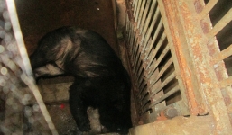 'Giải cứu' thành công cặp vợ chồng gấu ngựa nặng 160kg