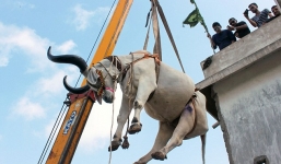 Hy hữu dùng cần cẩu 'giải cứu' bò trên sân thượng