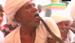 Video: Cụ ông bất tỉnh chỉ trong vài giây khi cho rắn hổ mang cắn vào lưỡi 