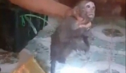 Phát hiện 8 con khỉ nằm dưới gầm xe khách